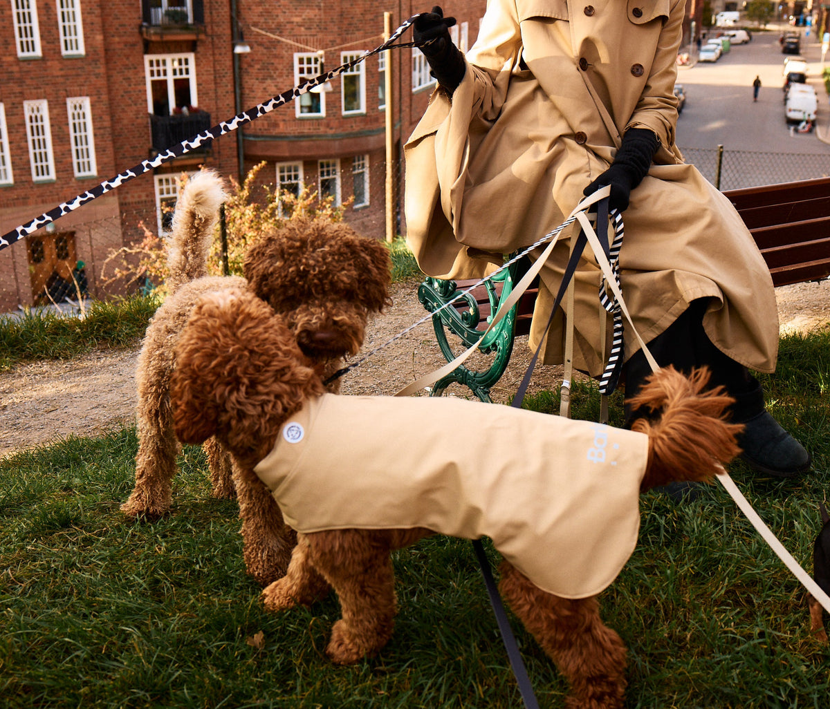 Dog Walking Essentials: The Ultimate Guide