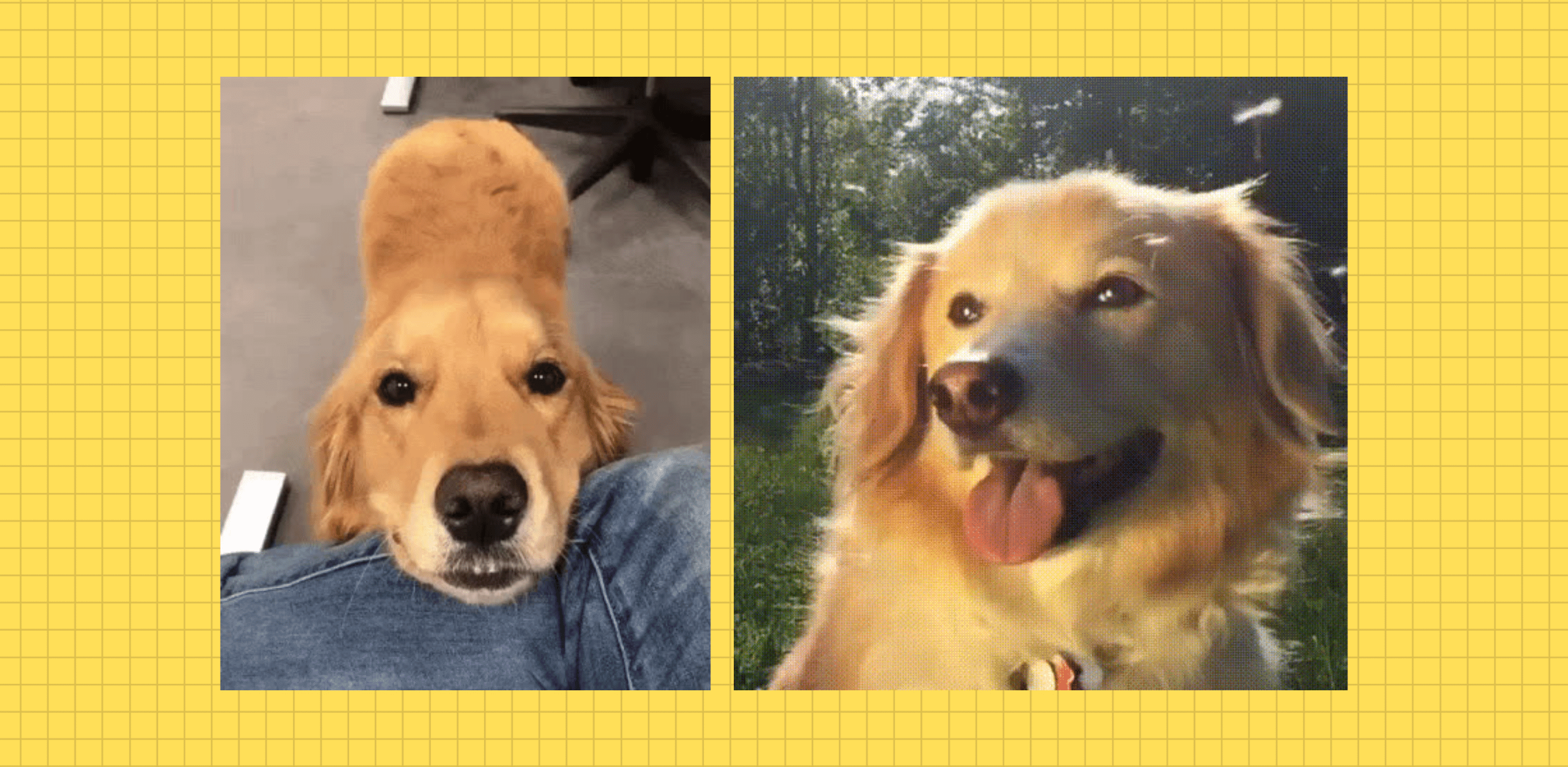 How To Activate Your Dog Barkalot how-to-activate-your-dog-barkalot
