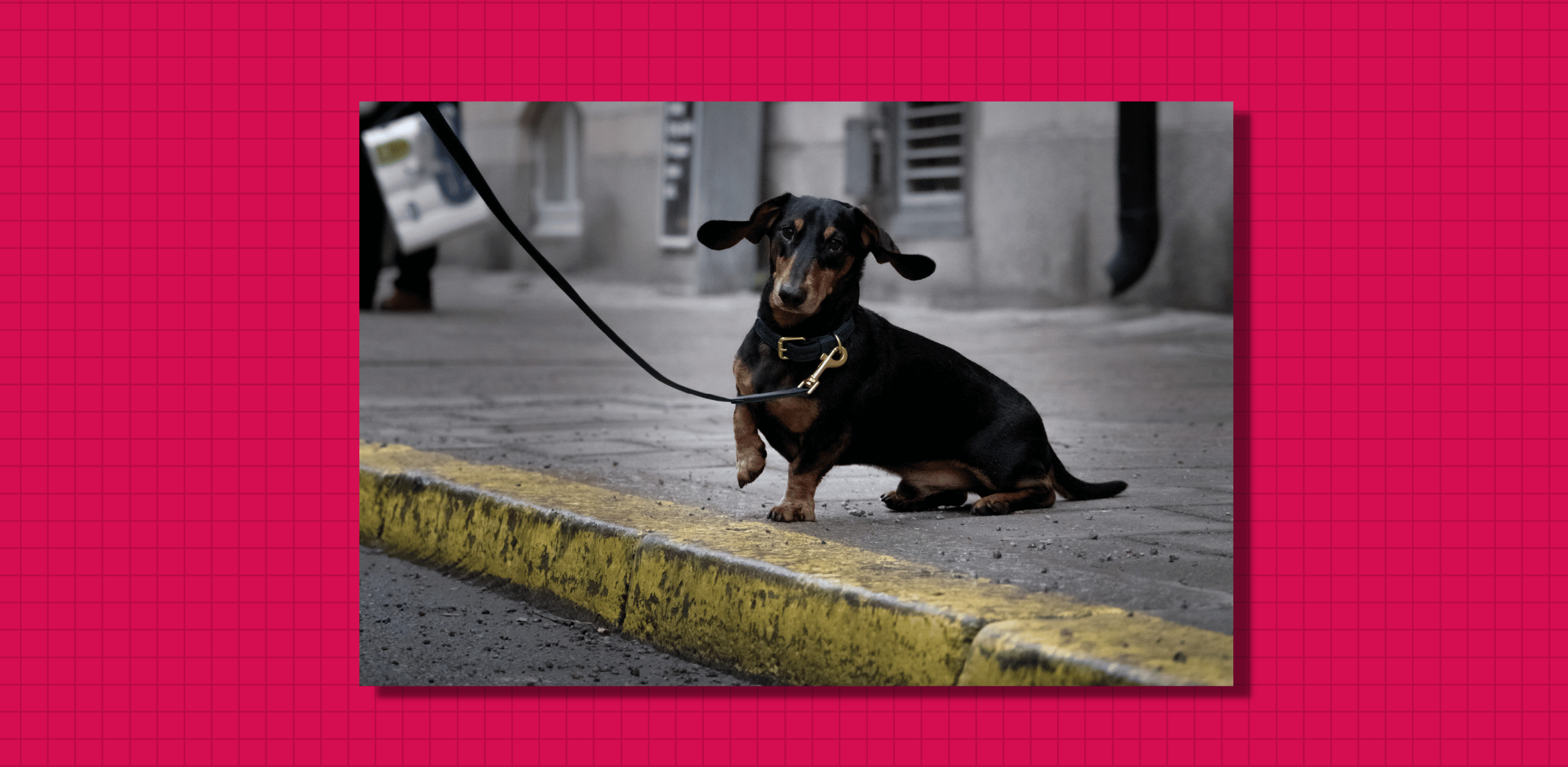 Meet the dog: Heinz - the dachshund