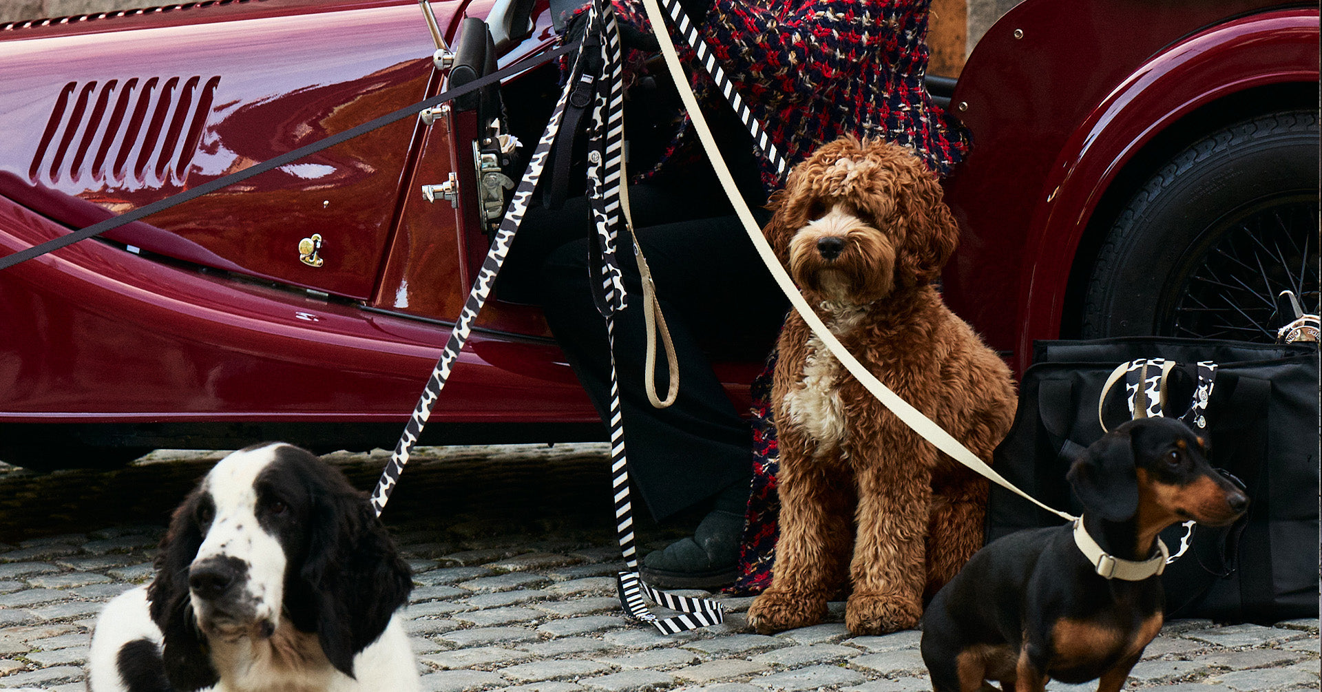 Såhär stylar jag min hund