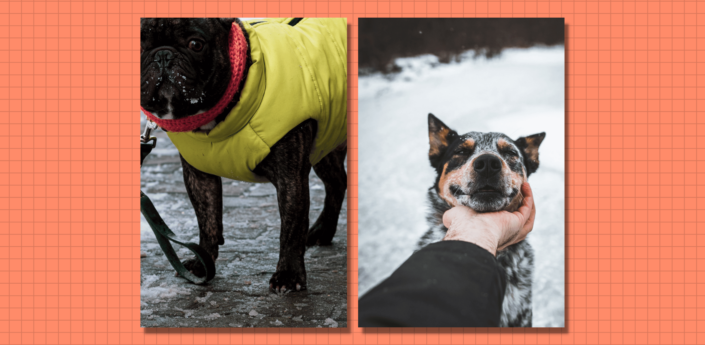 Is road salt bad for dog paws?