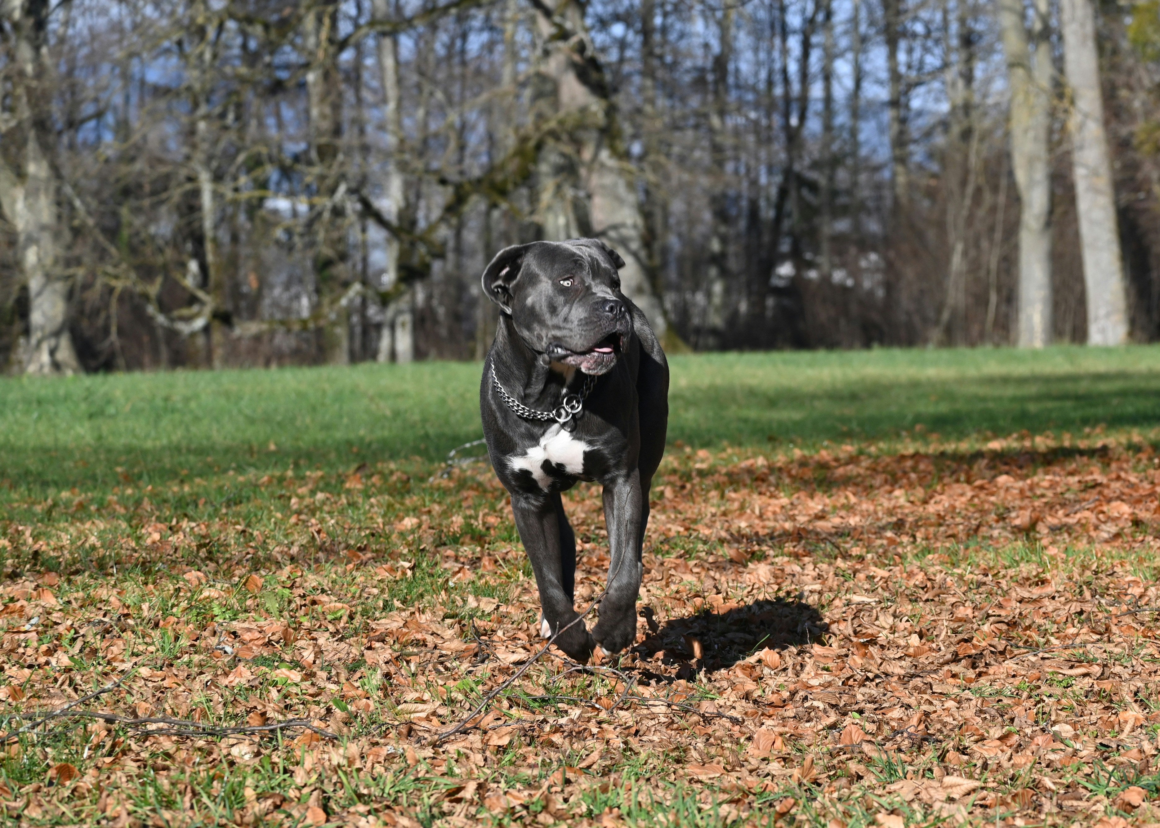 Dog of the week: Cane Corso