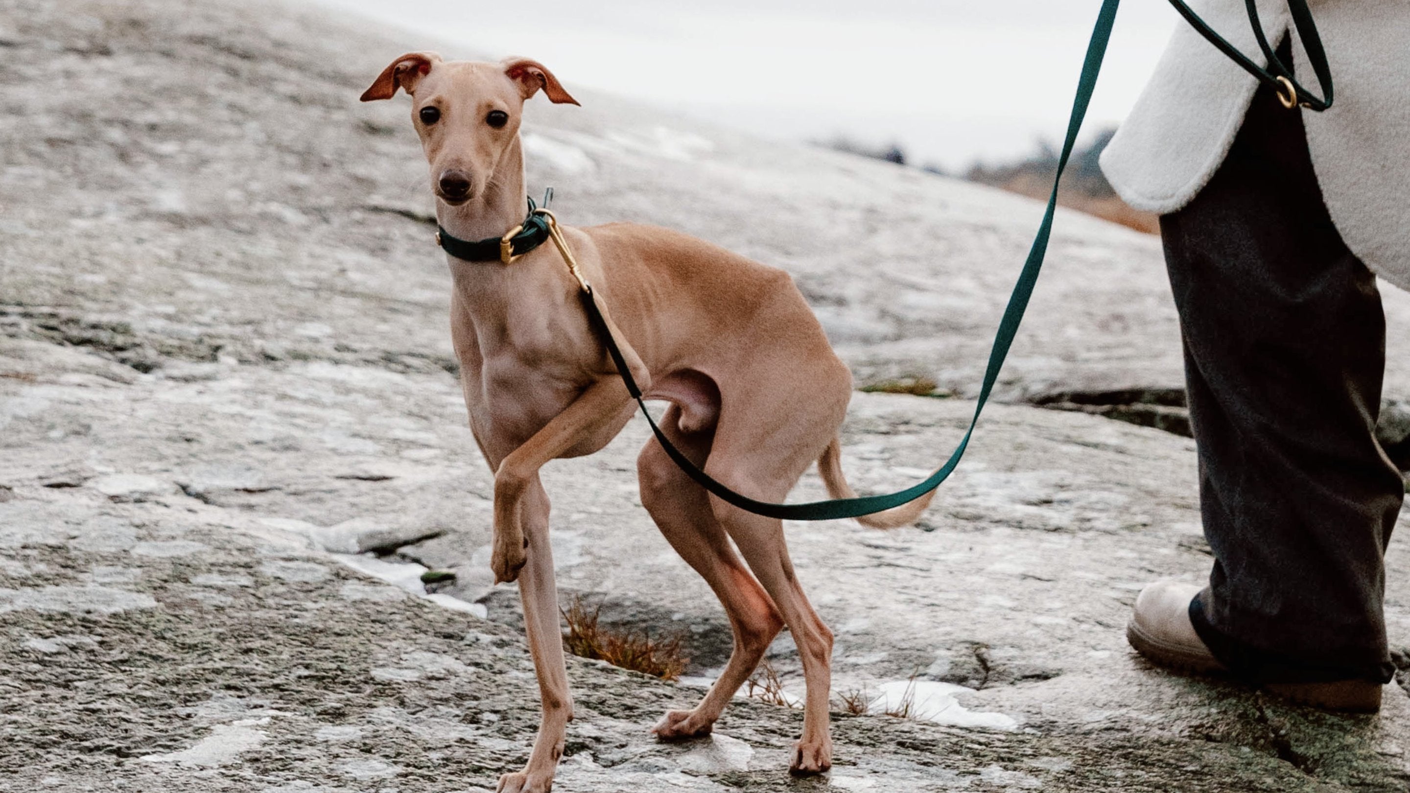 Vegan Leather Dog Leashes