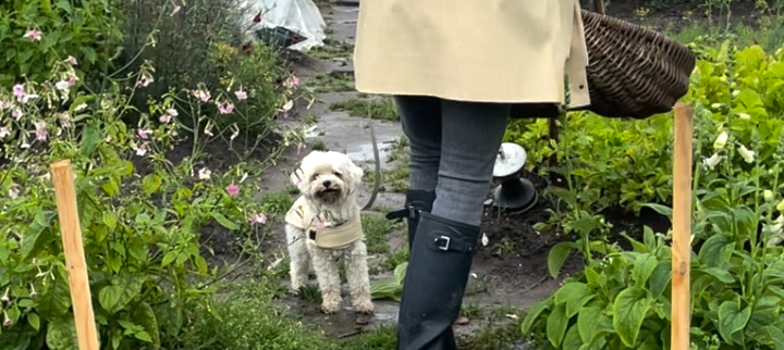 Rain Ready