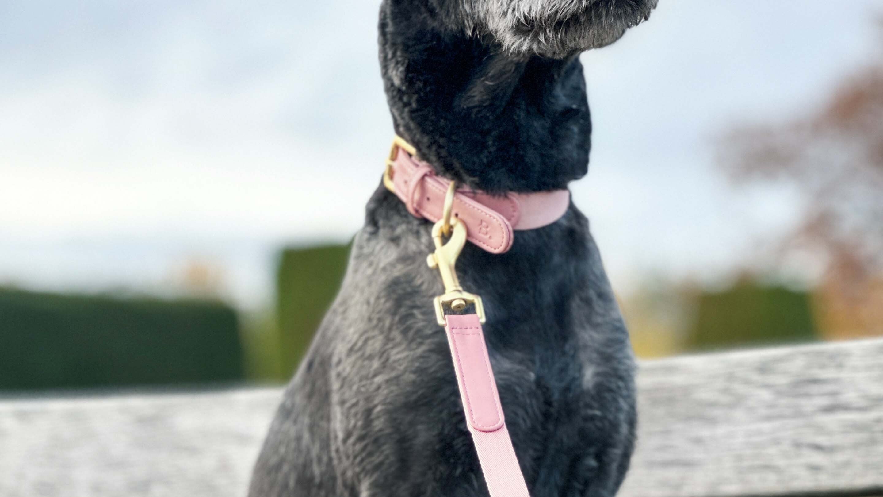 Hundehalsbänder aus veganem Leder