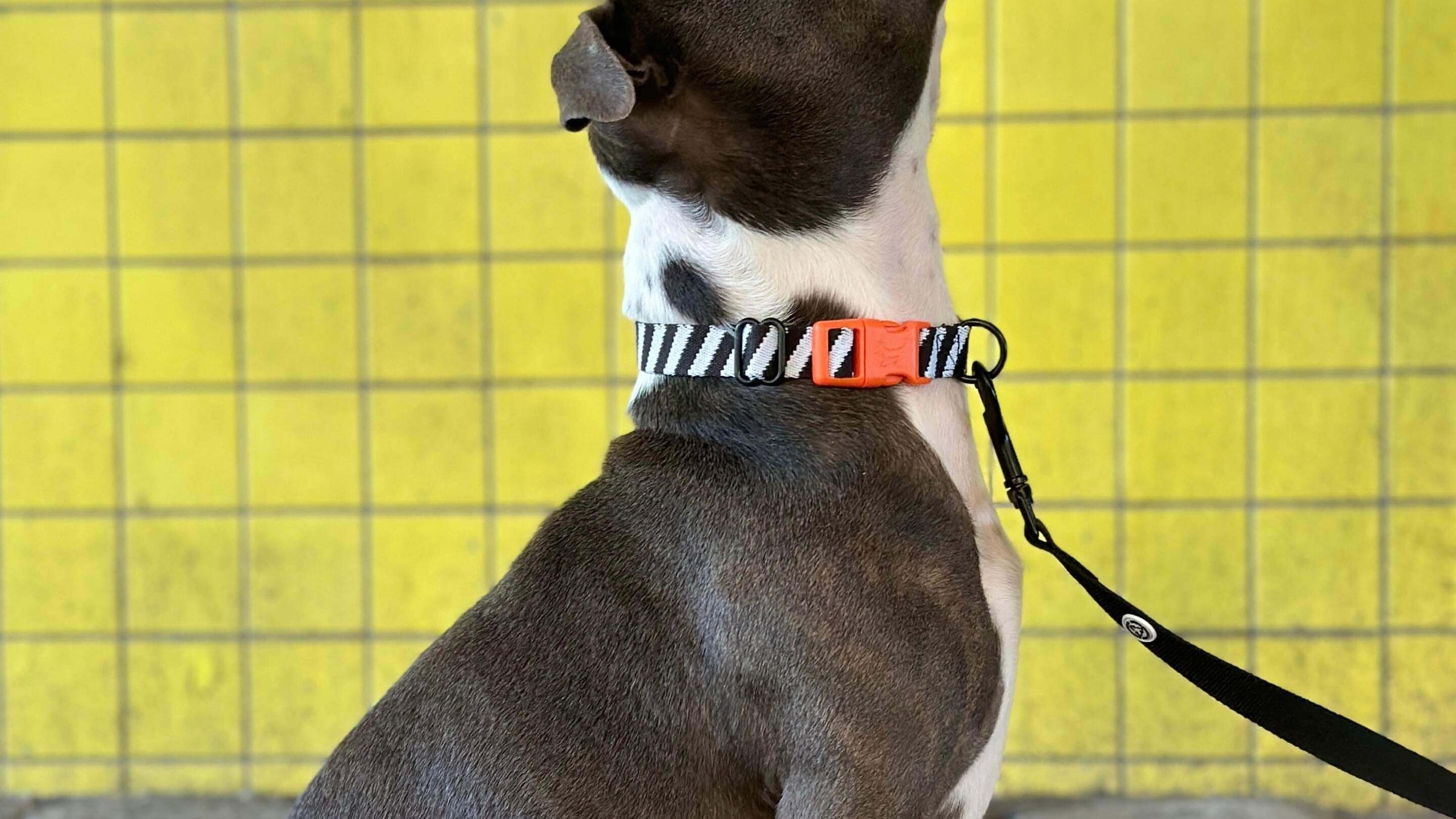 Lightweight Dog Collars