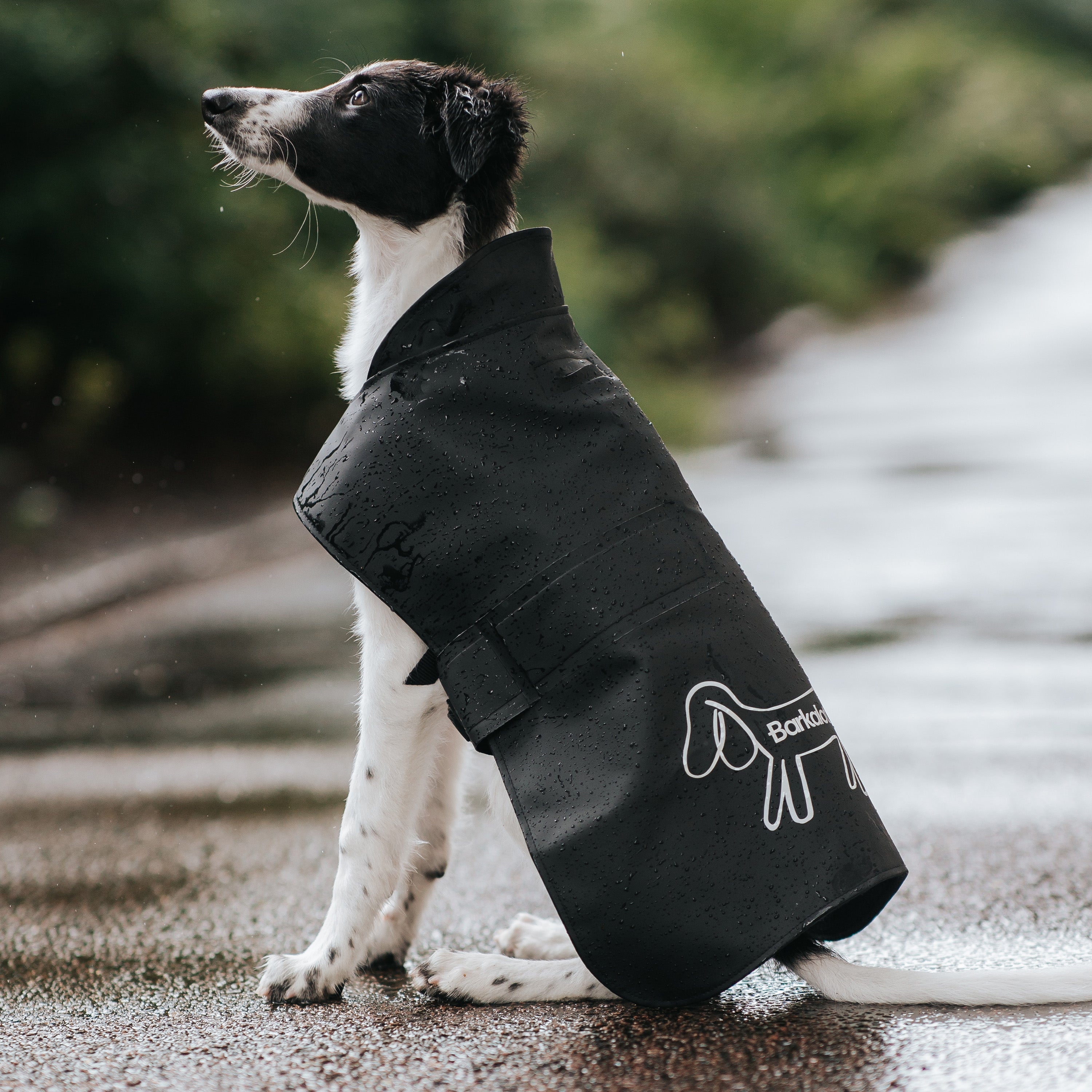 Hållbara hundjackor och accessoarer för miljömedvetna.