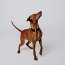 Black Dog Collar Walk Kit - Barkalot