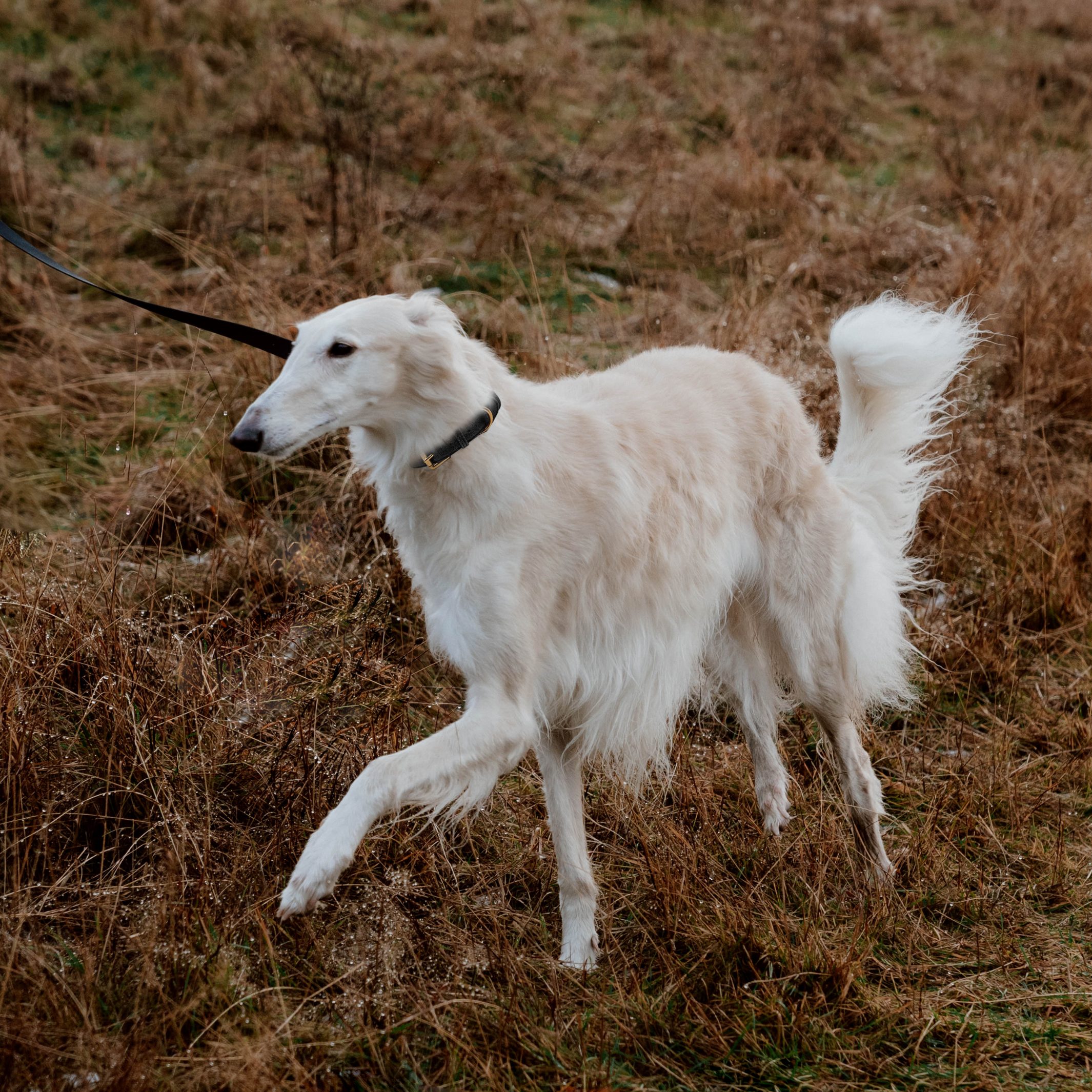 Black Dog Collar Walk Kit - Barkalot
