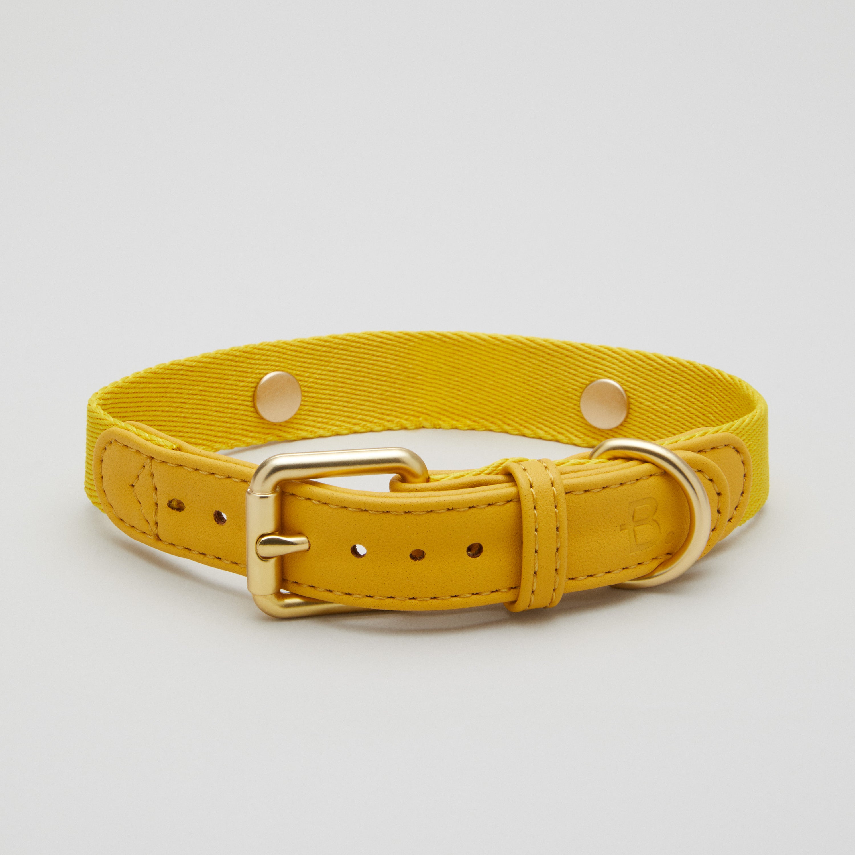 Yellow Dog Collar Walk Kit