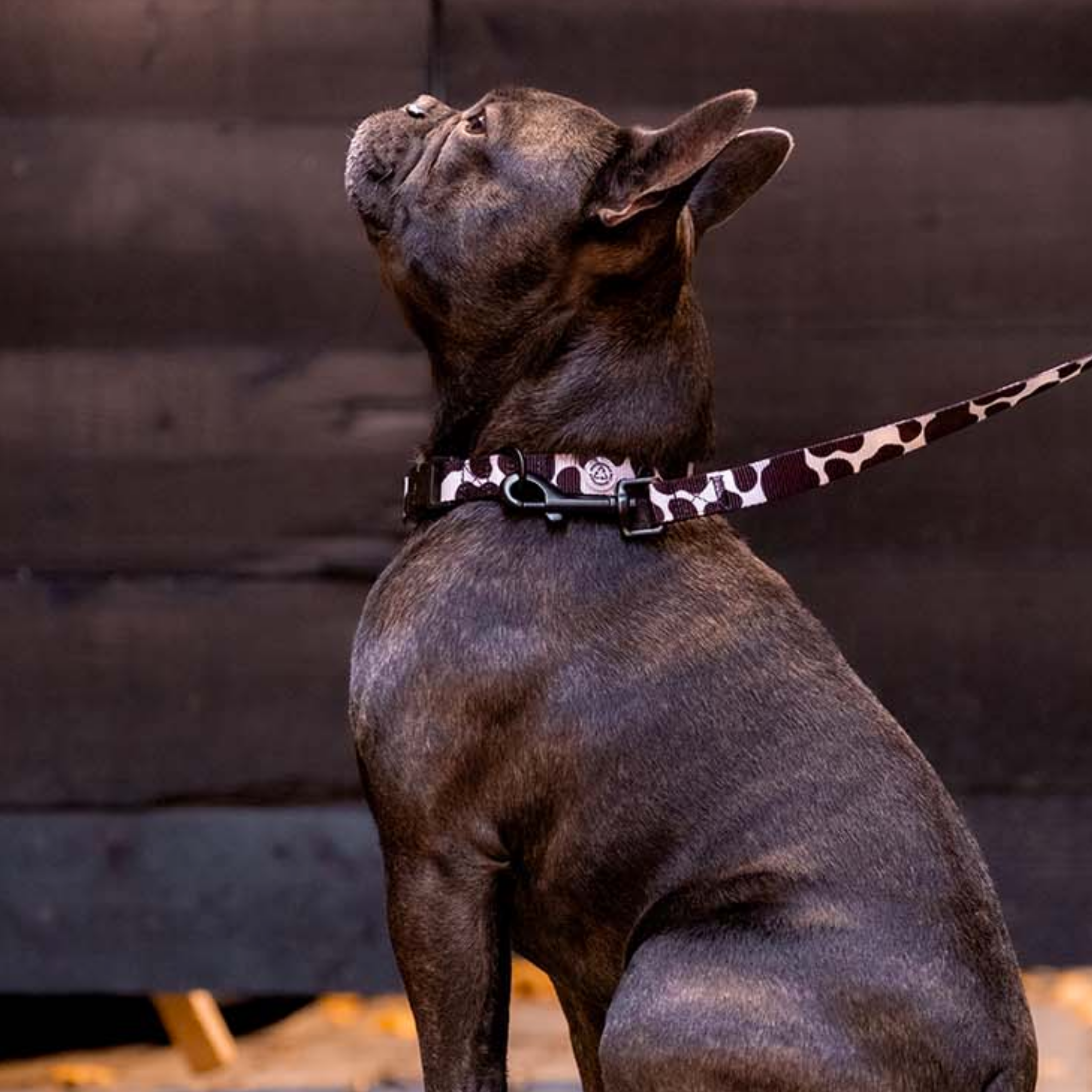 Ko Hundhalsband Walk Kit + Bajspåsehållare