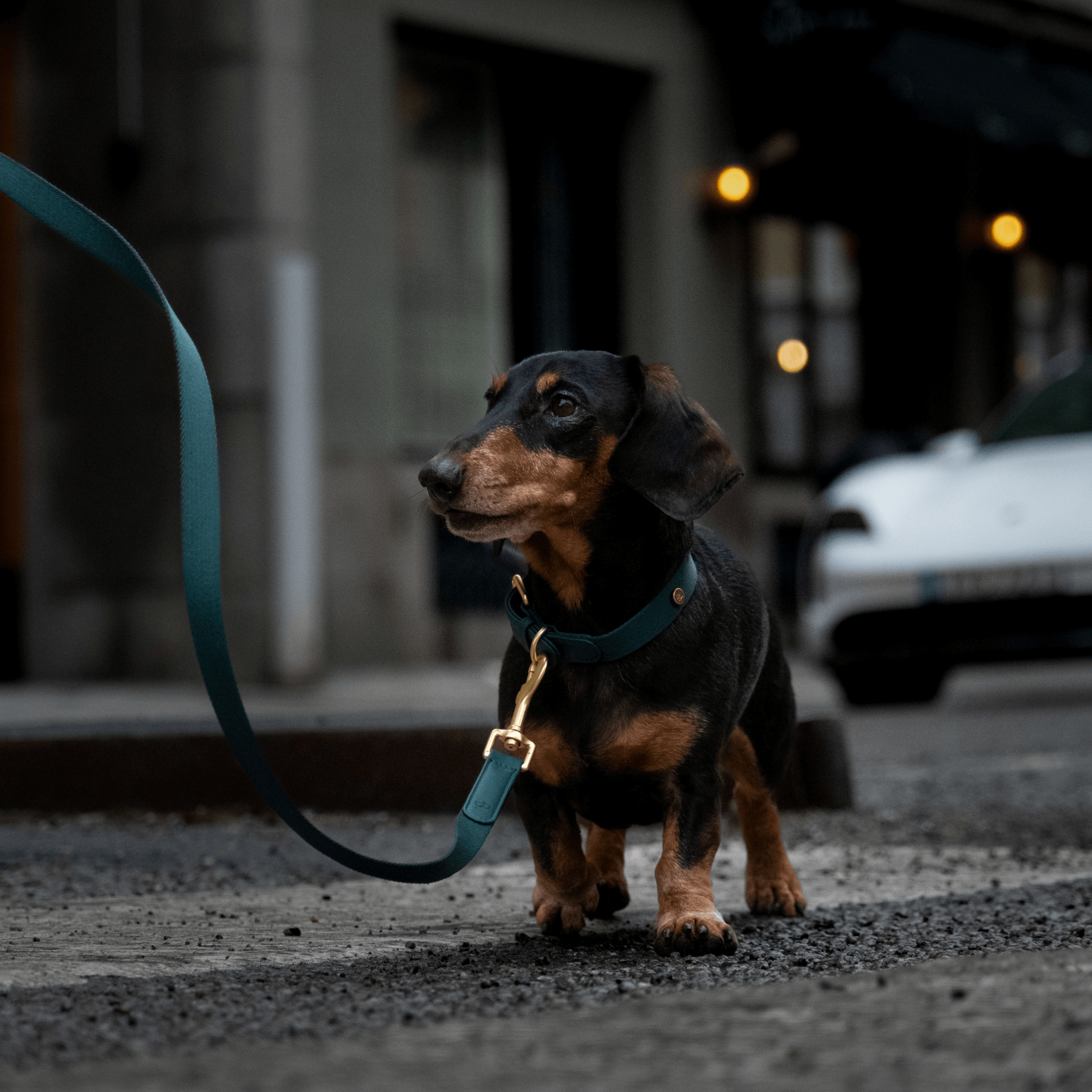 Kit de promenade pour collier de chien X Green
