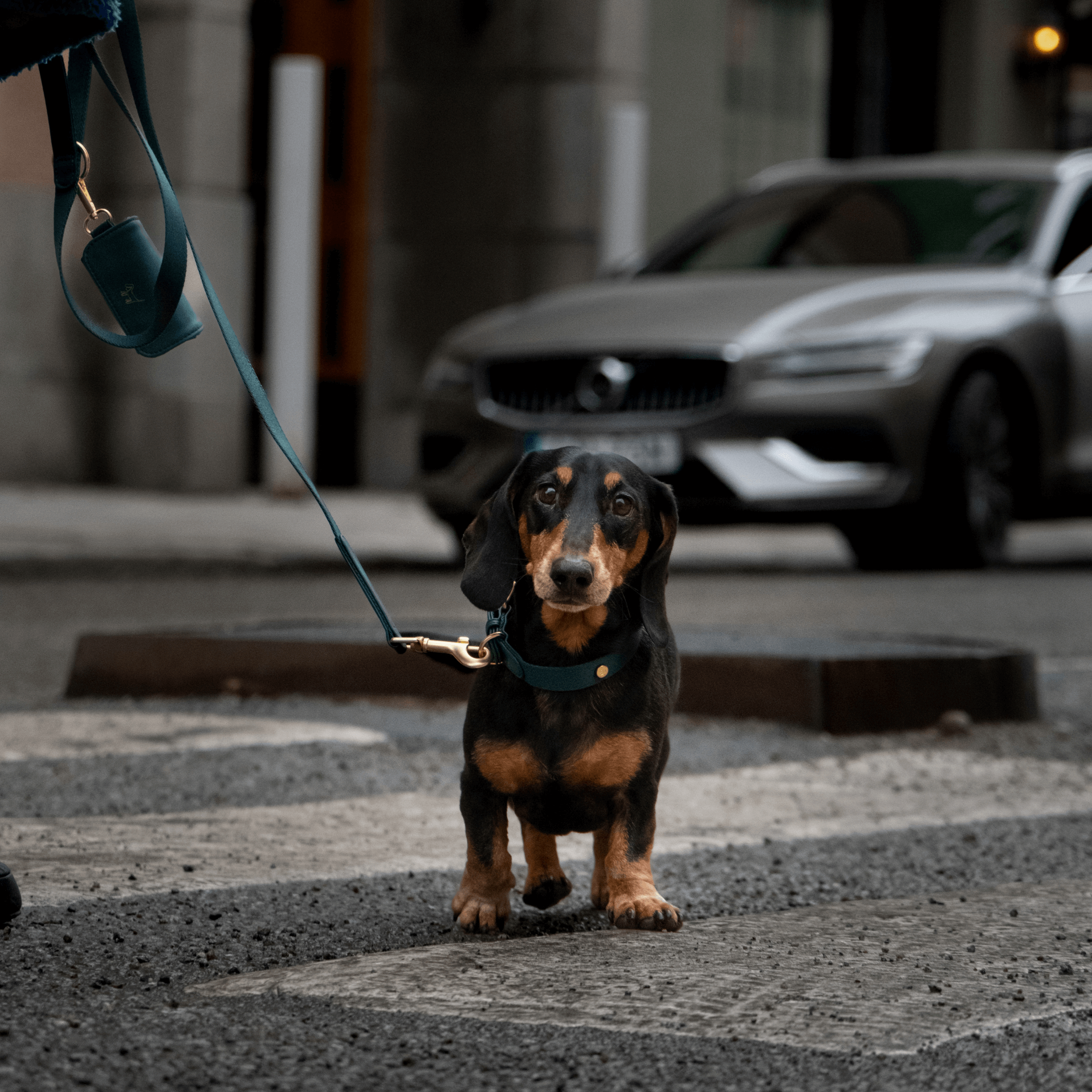 Grünes Hundehalsband Spaziergang Kit