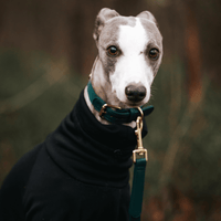 Green Dog Collar Walk Kit - Barkalot