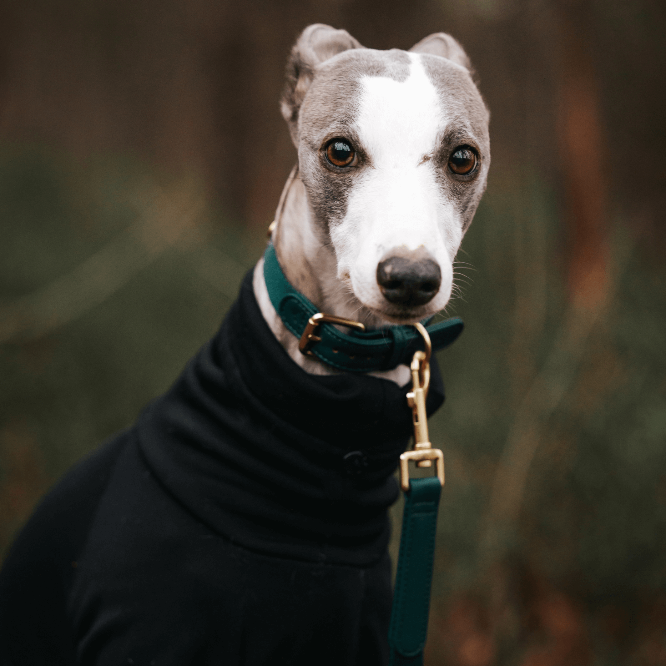 Green Dog Collar Walk Kit - Barkalot