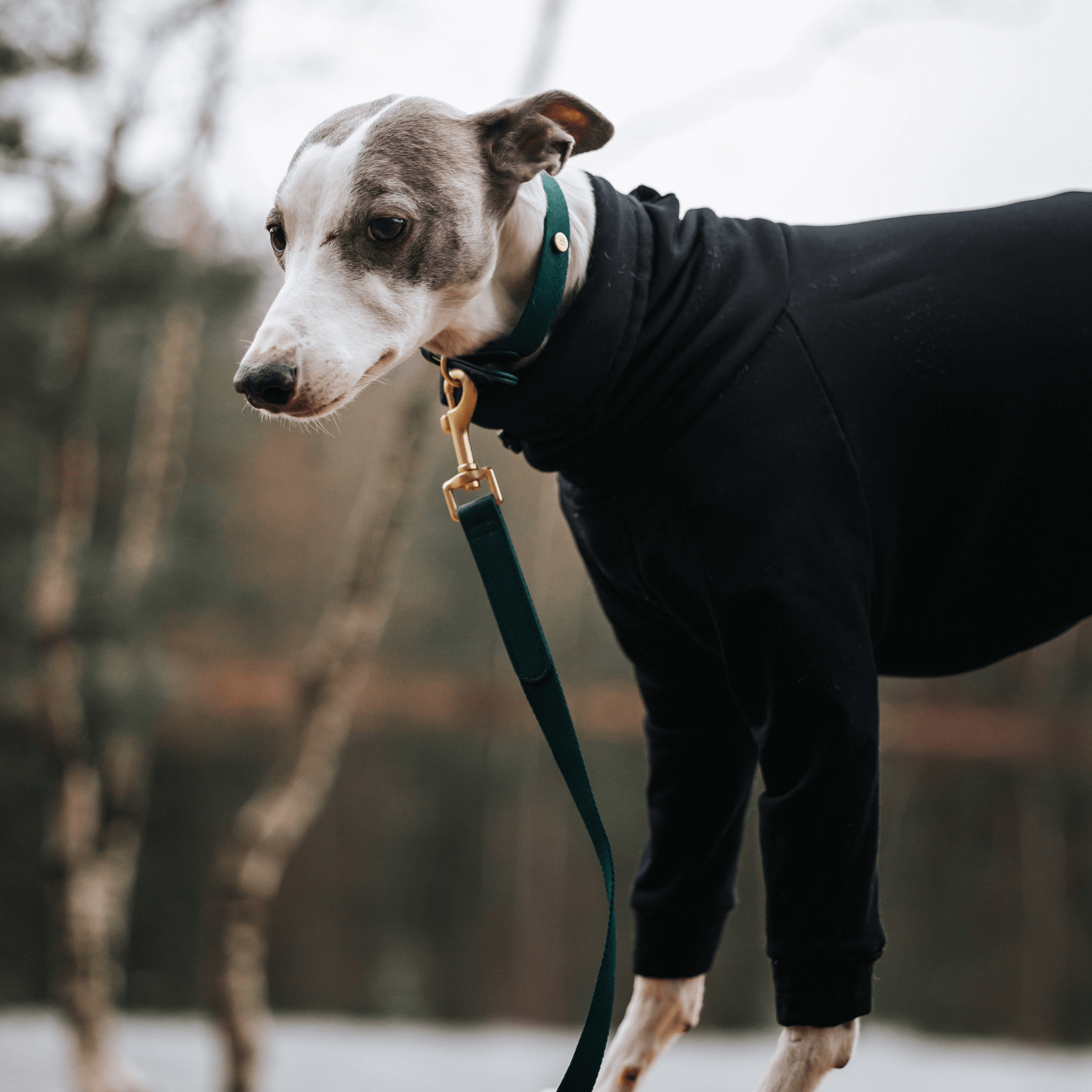 Grünes Hundehalsband Spaziergang Kit