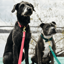 Green Dog Collar Walk Kit - Barkalot