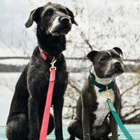 Green Dog Collar Walk Kit - Barkalot