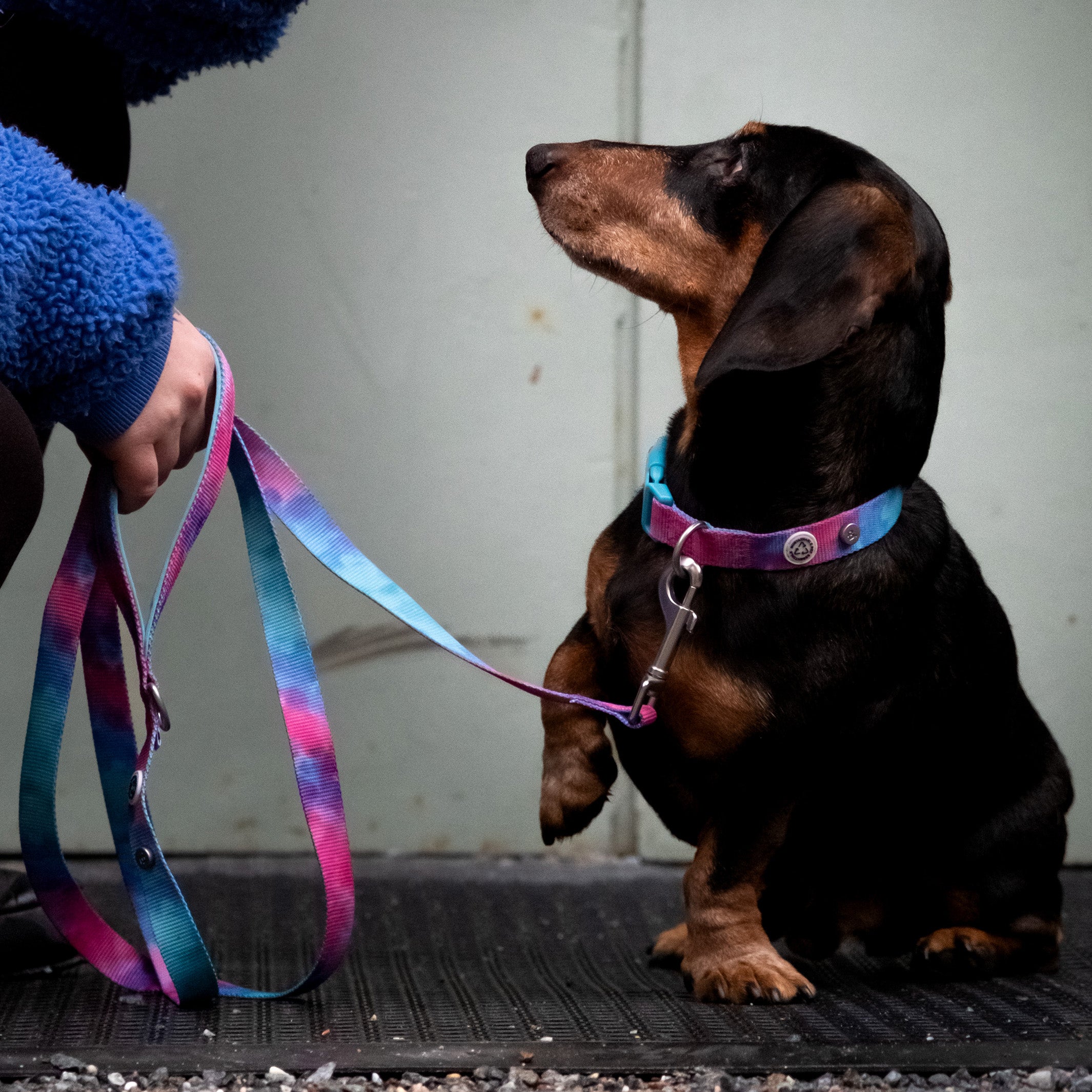 Tie Dye Multi Hundehalsband Spaziergang Kit