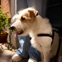 Pitch Black Dog Harness - Barkalot