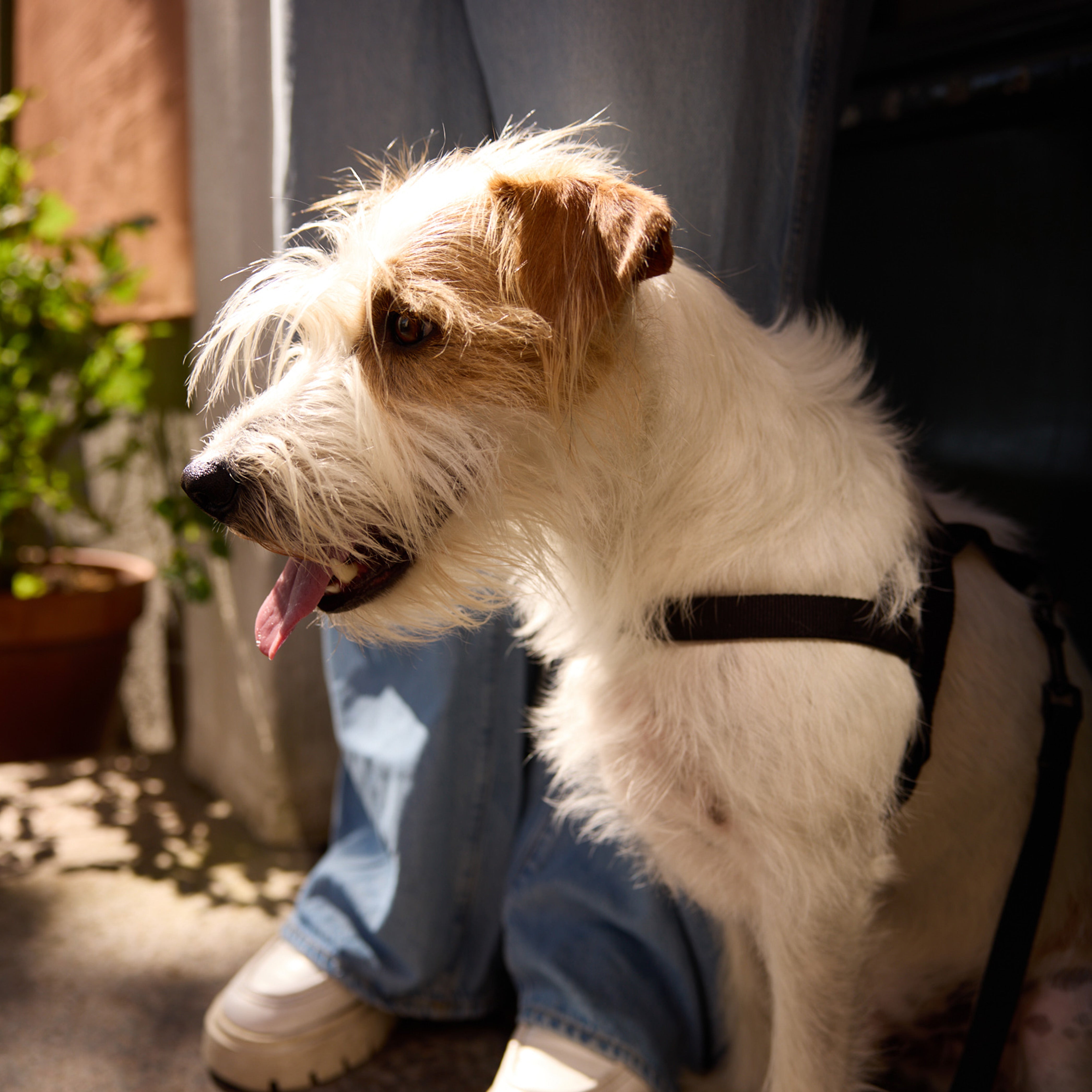 Pitch Black Dog Harness - Barkalot