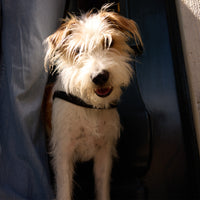 Pitch Black Dog Harness - Barkalot