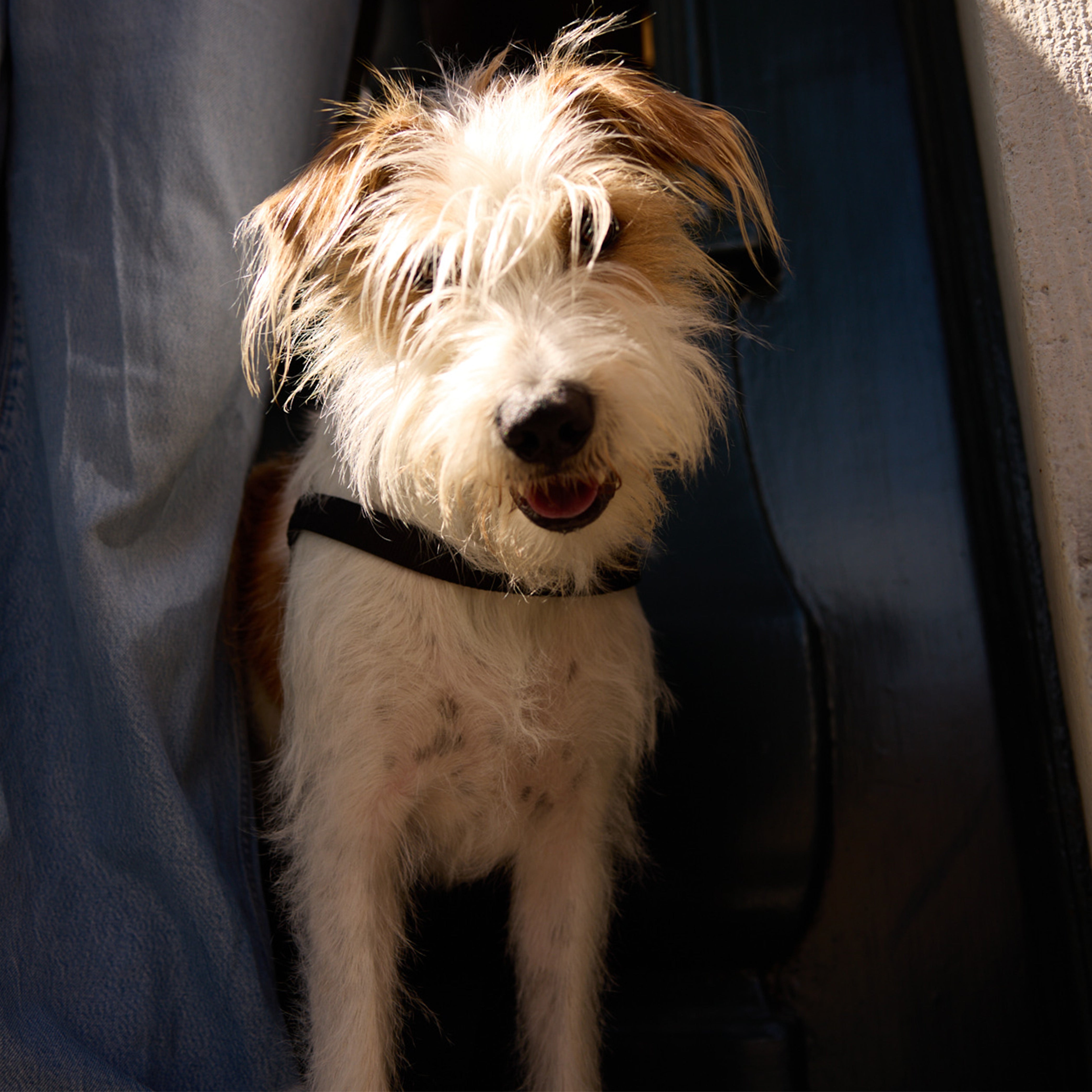 Pitch Black Dog Harness - Barkalot