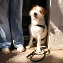 Pitch Black Dog Harness - Barkalot