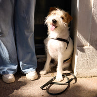 Pitch Black Dog Harness - Barkalot