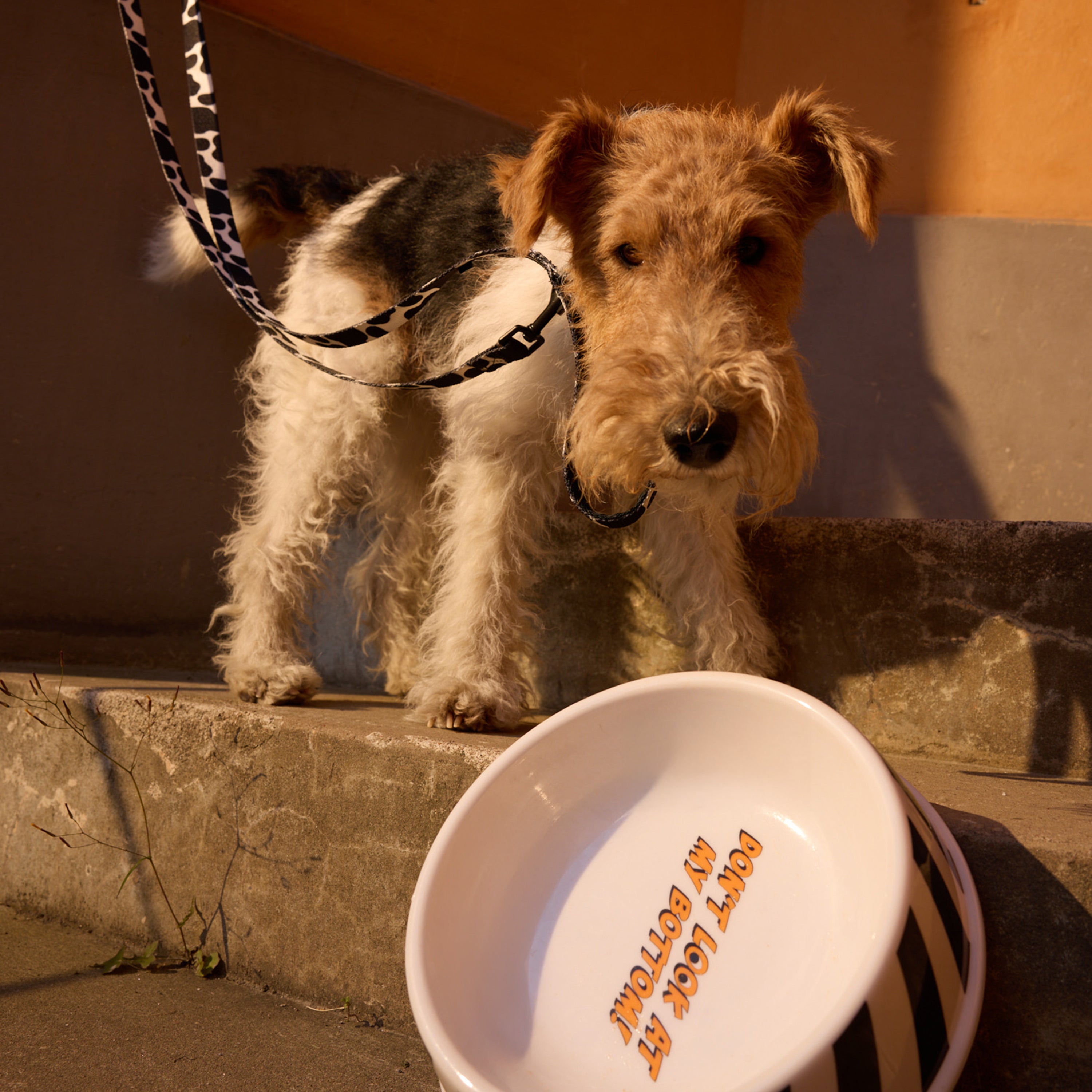 Bambuskål för hund