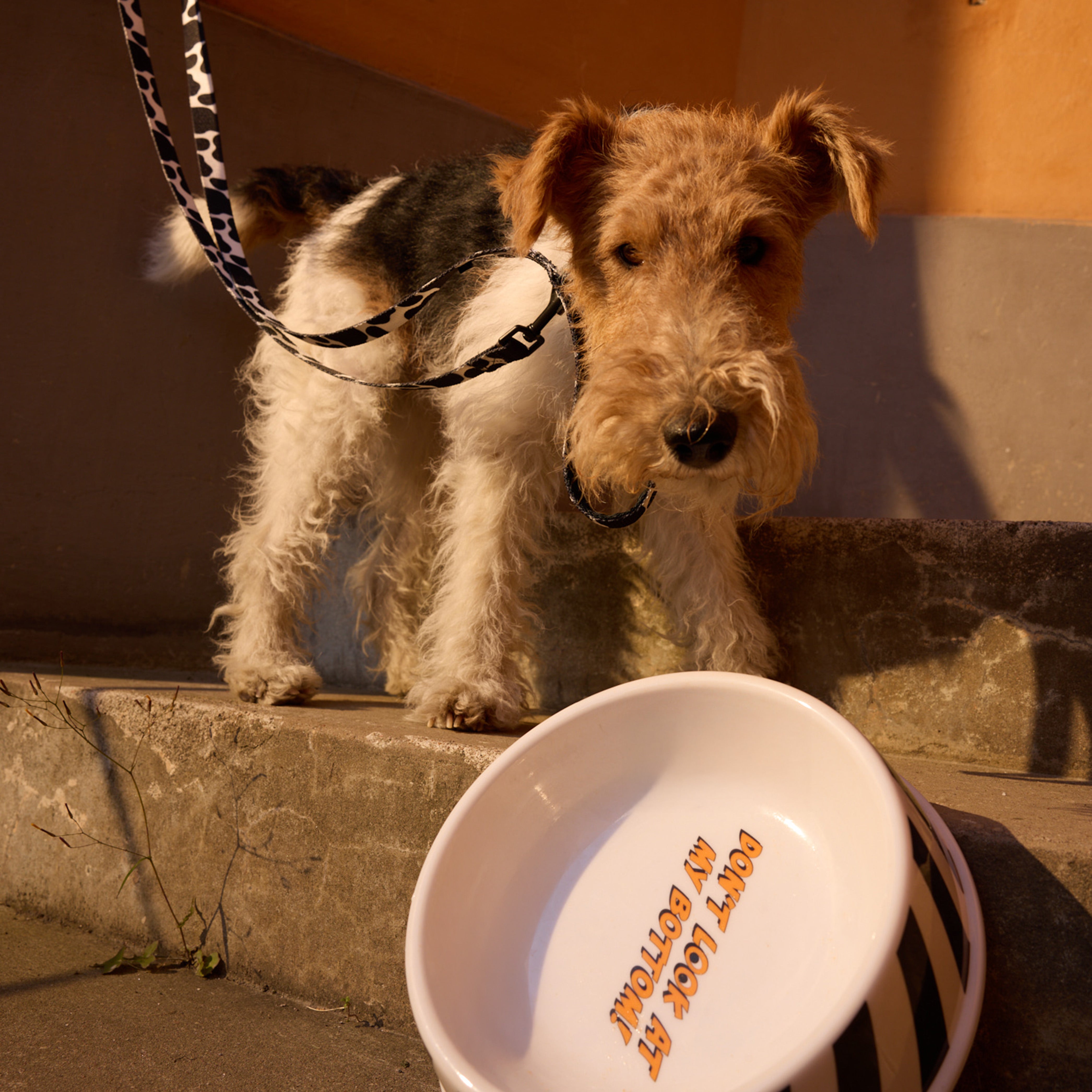 Bamboo Dog Bowl - Barkalot