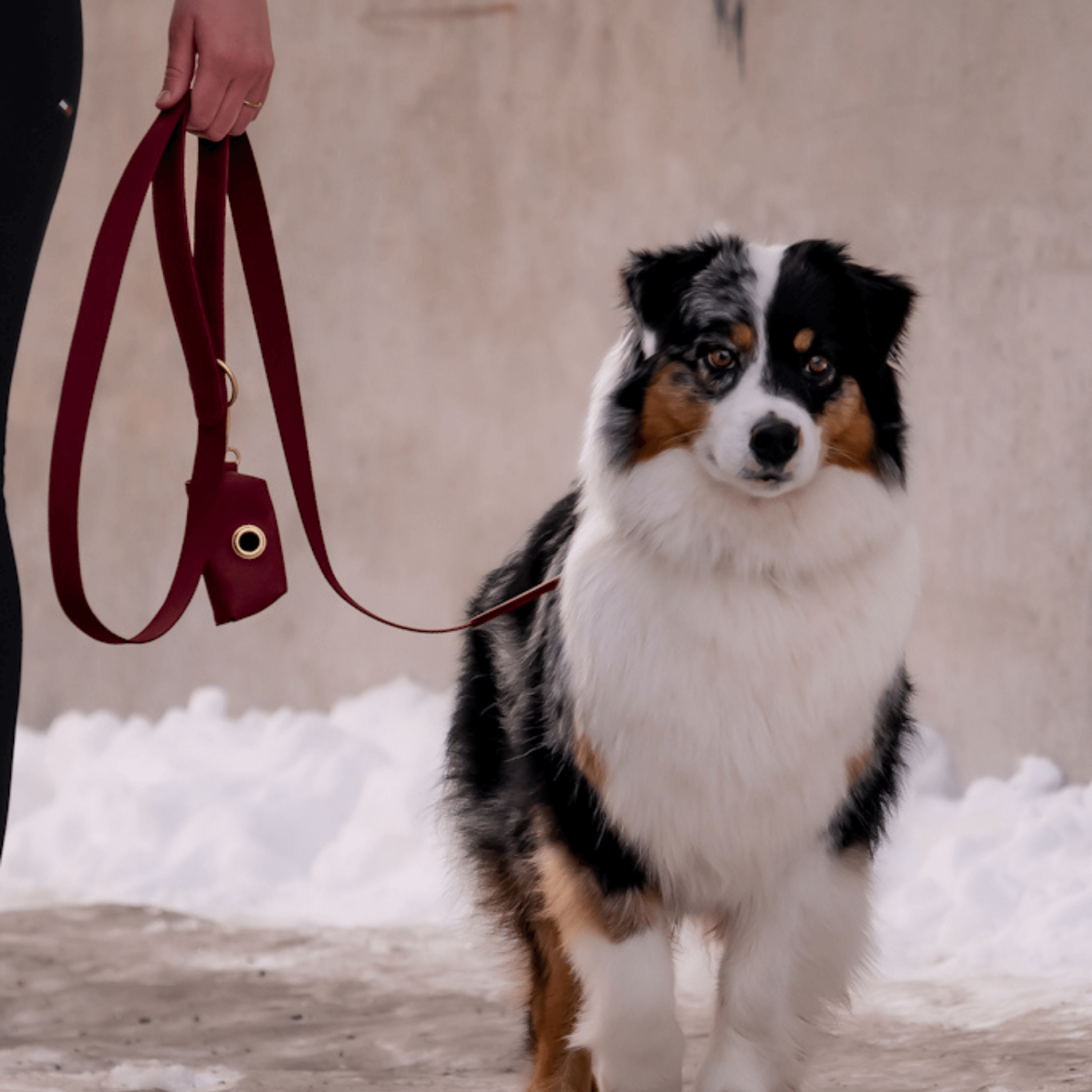 Kit de promenade pour collier de chien bordeaux + Porte-sac à caca