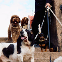 Cow Dog Leash - Barkalot