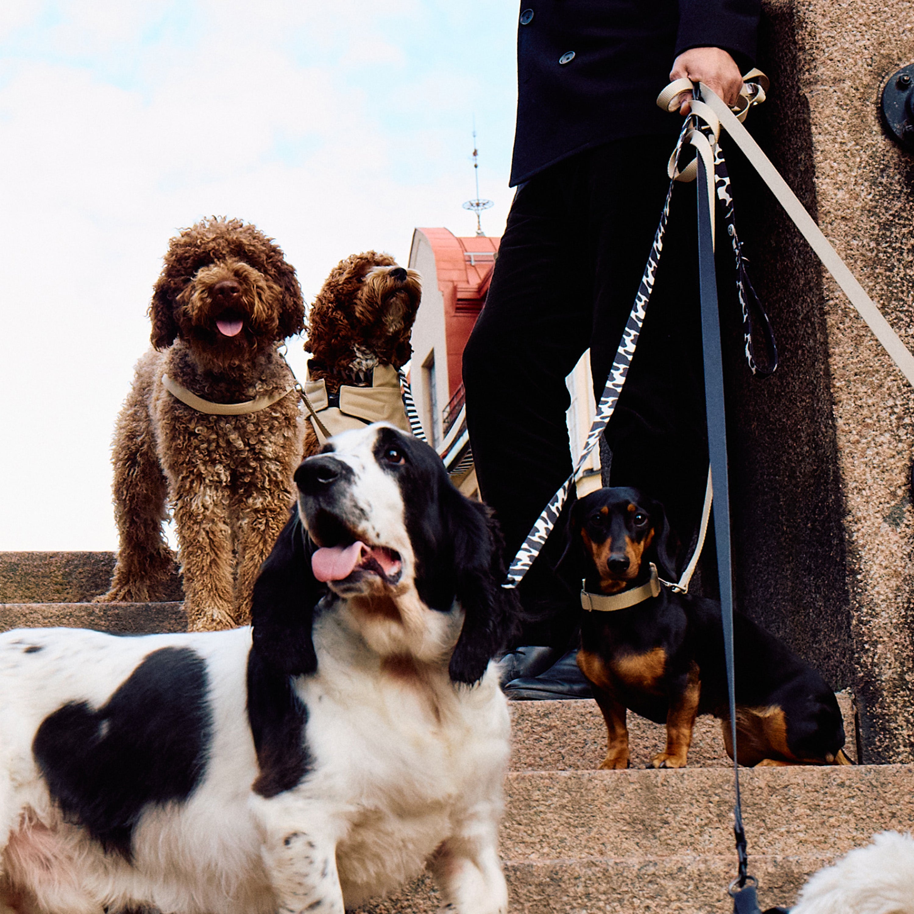 Hundkoppel - Komönster