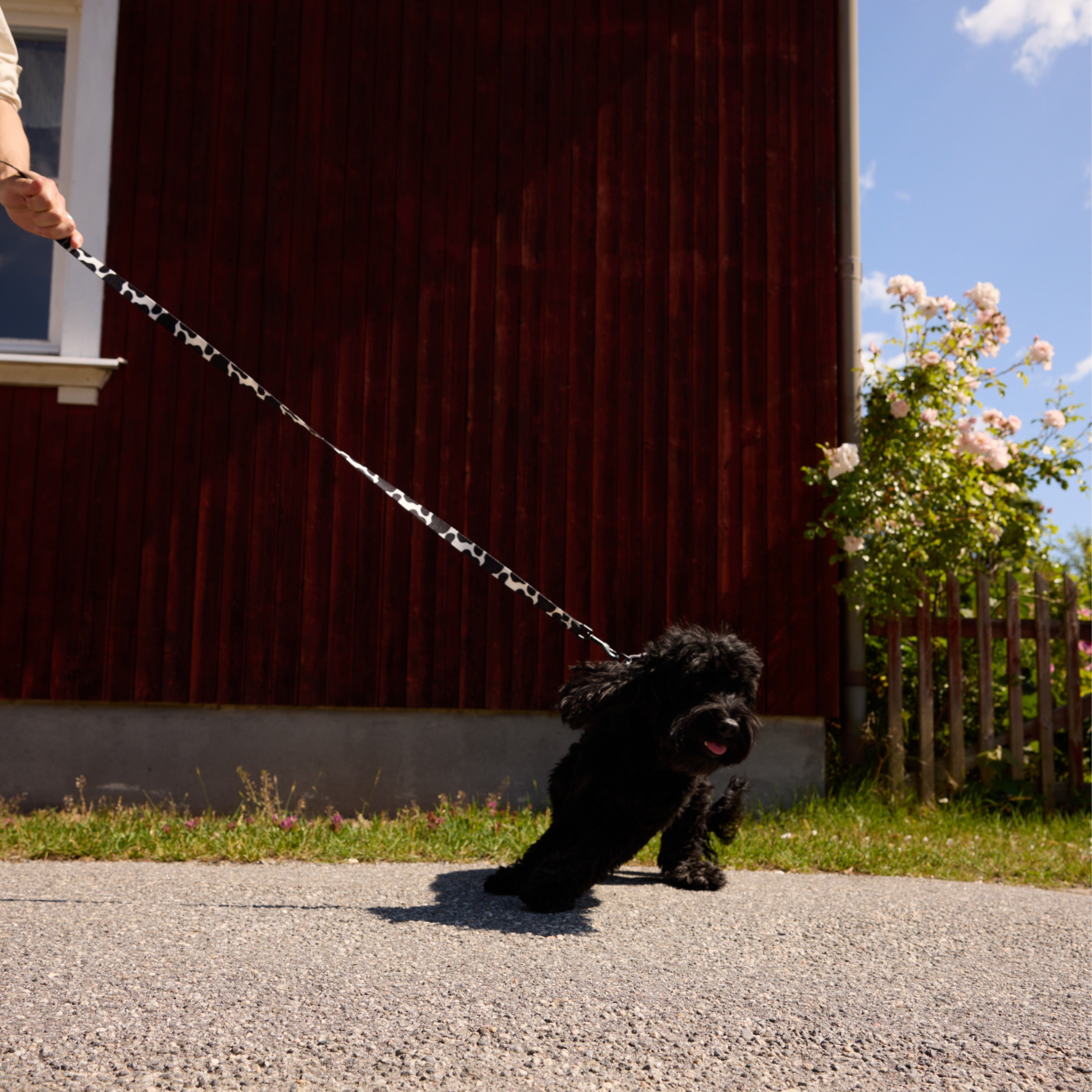 Cow Dog Leash - Barkalot