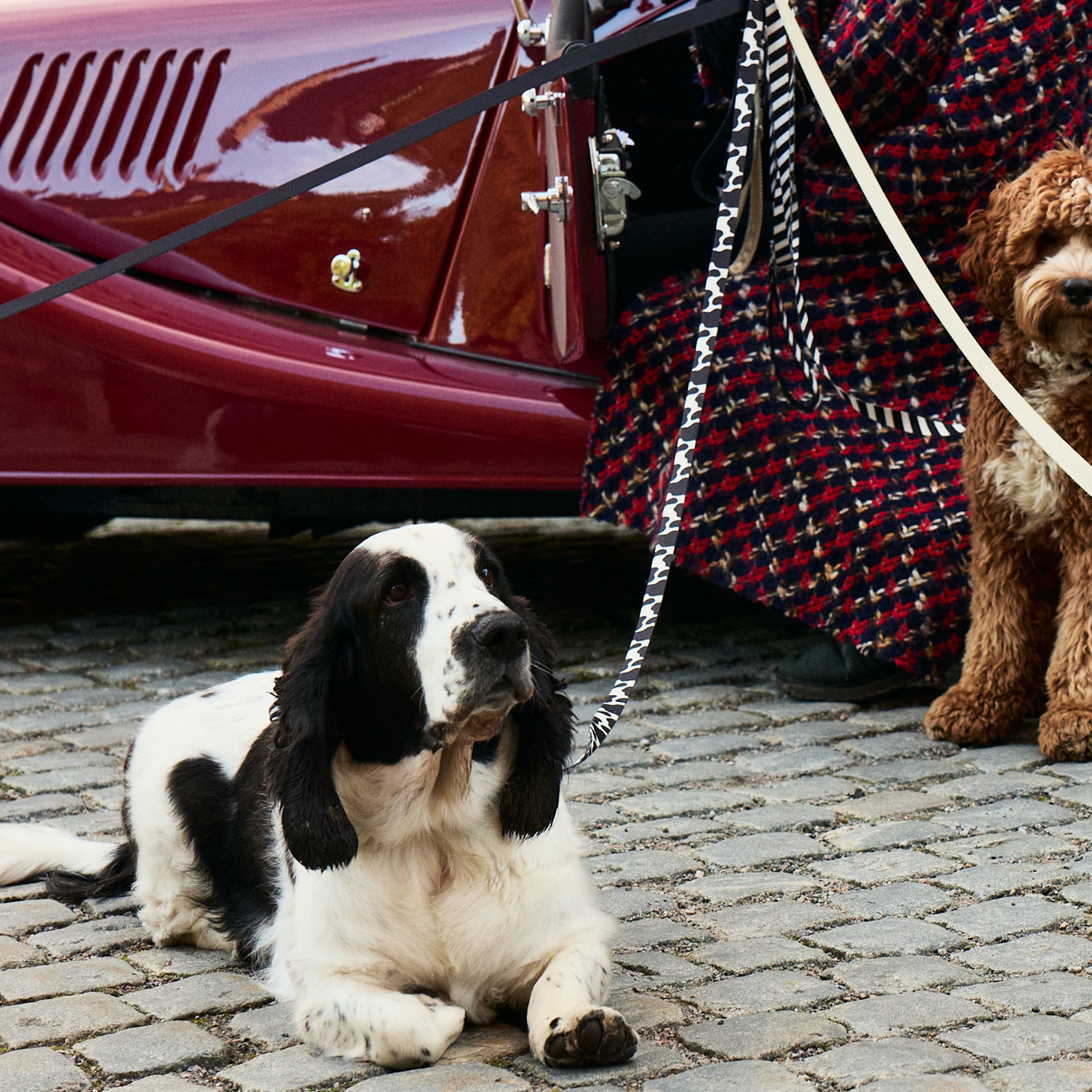 Cow Dog Leash - Barkalot