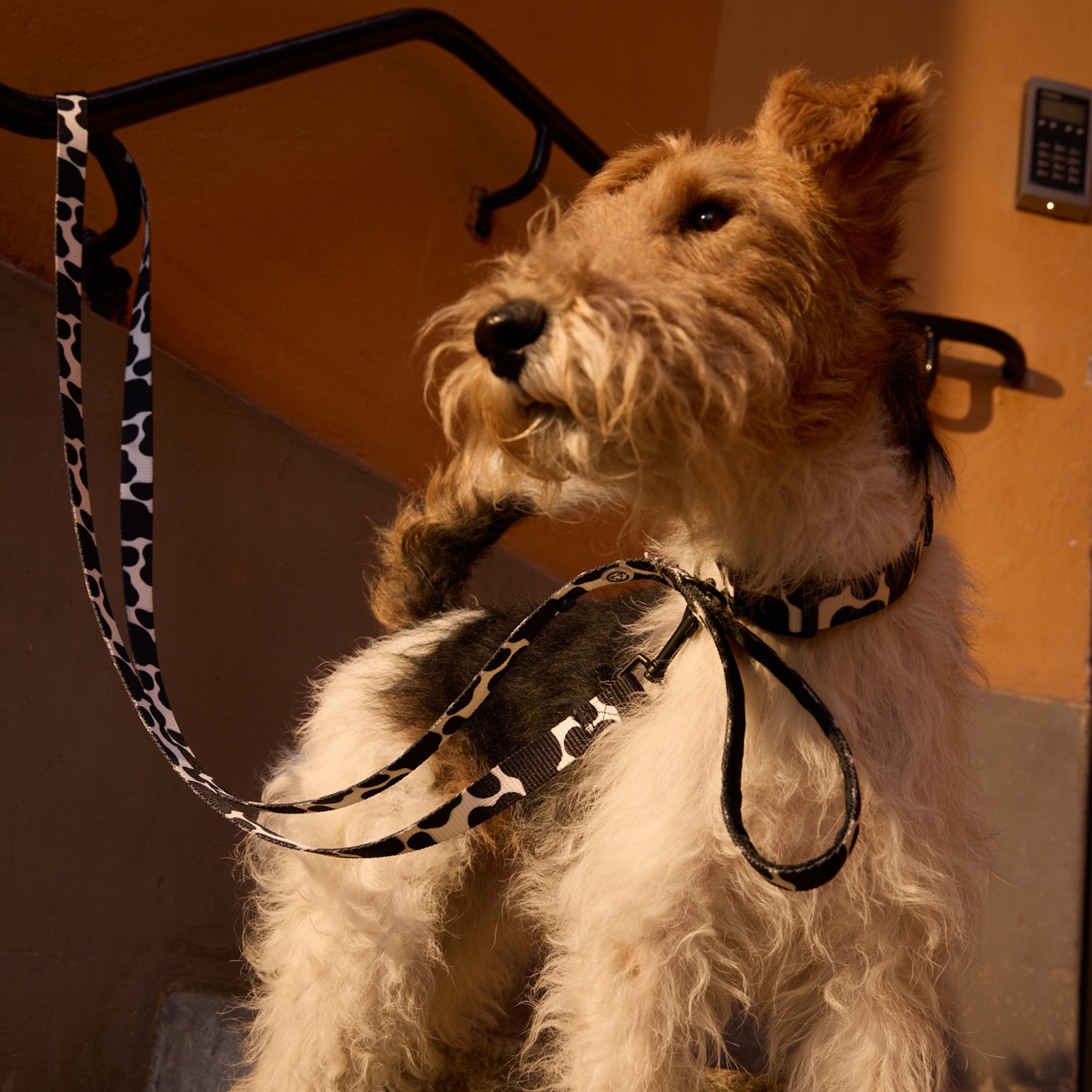 Cow Dog Collar - Barkalot