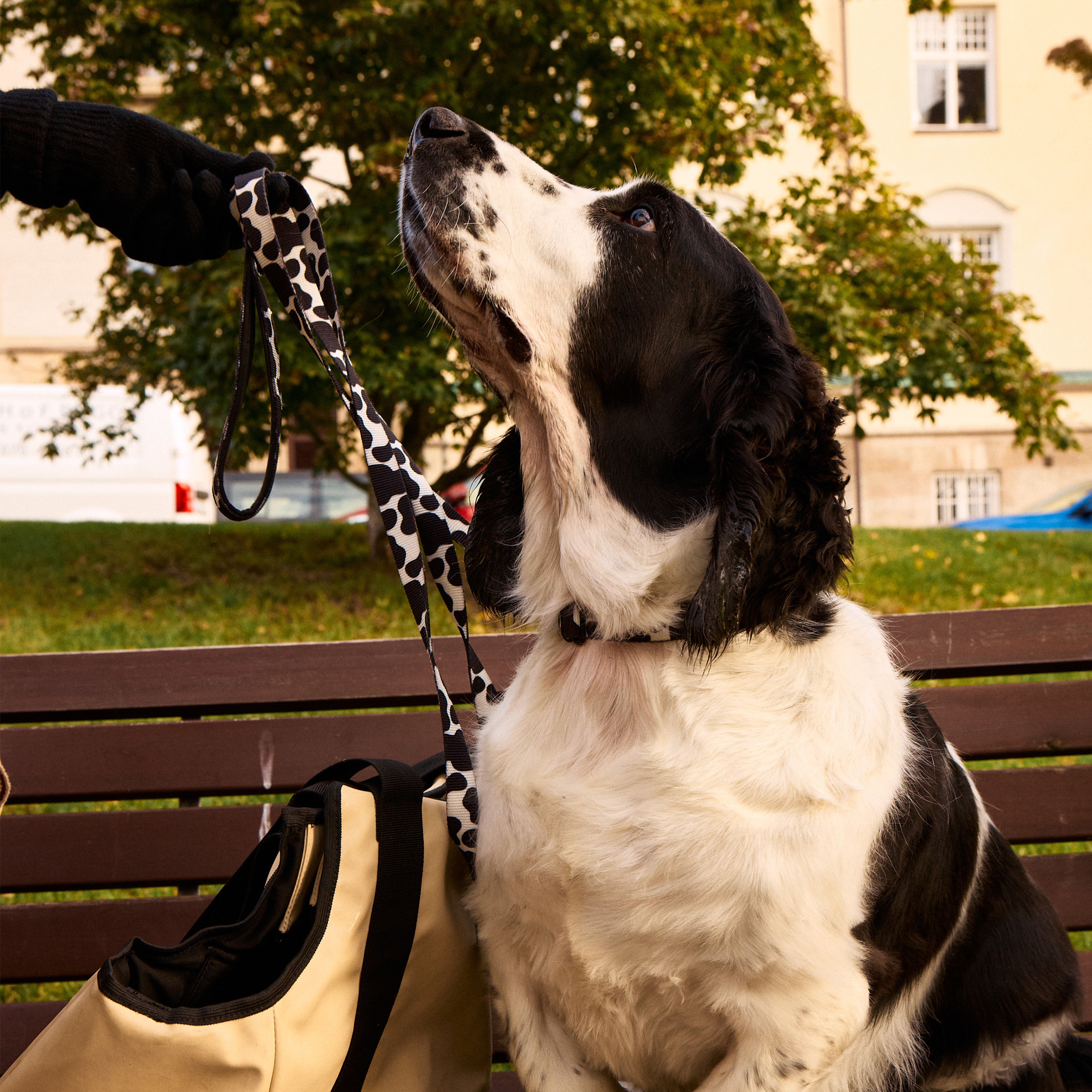 Cow Dog Collar Walk Kit - Barkalot