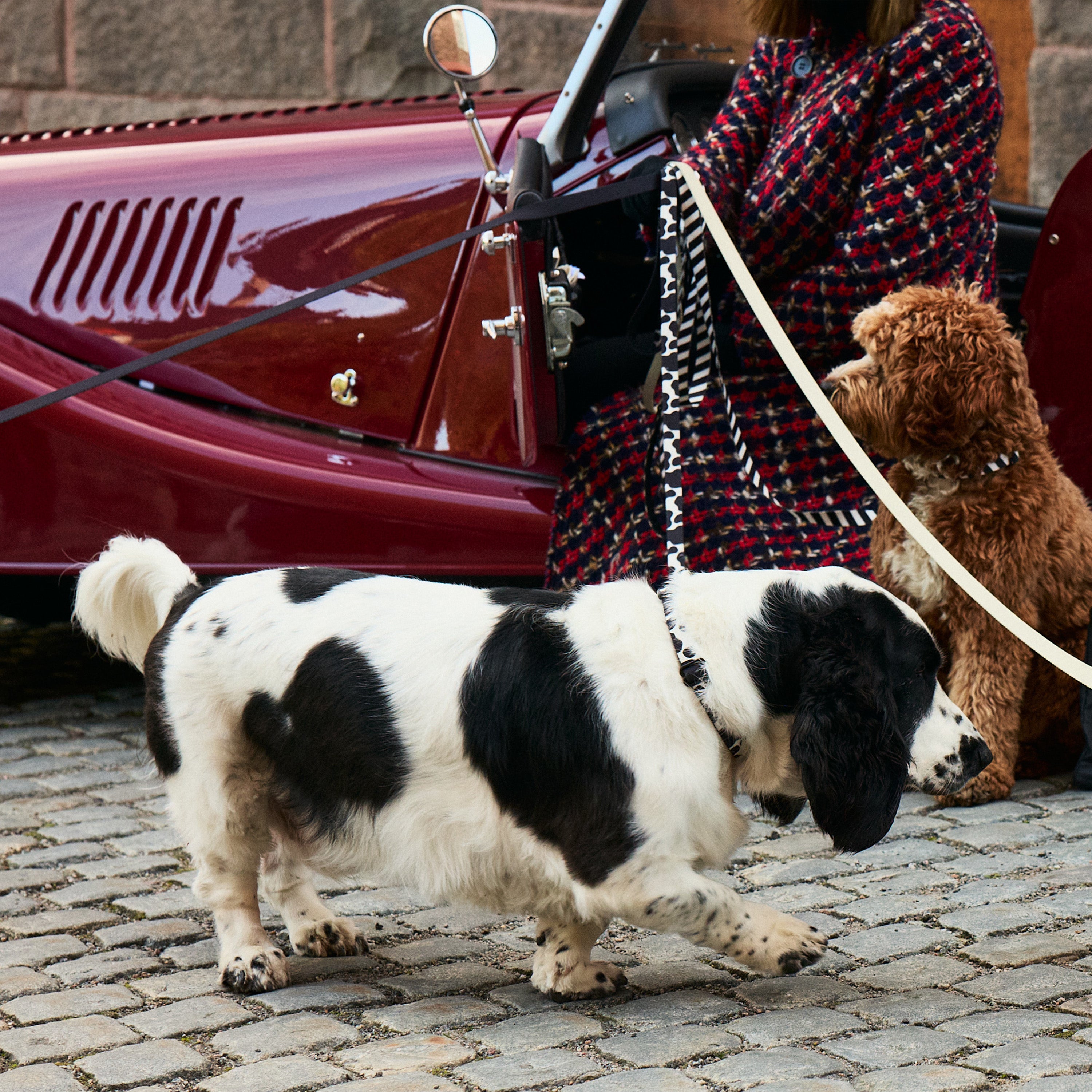 Cow Dog Collar - Barkalot