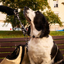 Cow Dog Collar - Barkalot