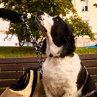 Cow Dog Collar - Barkalot