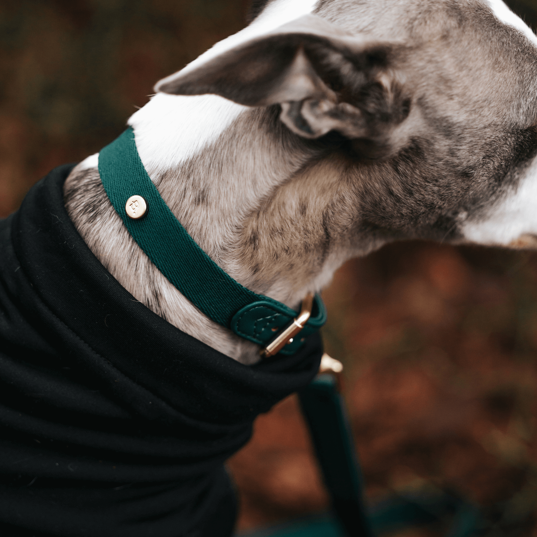 Grünes Hundehalsband