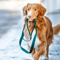 Green Dog Leash - Barkalot