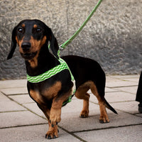 Mosebacke Walk Kit Harness Green - Barkalot