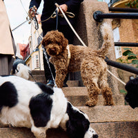 Sand Dog Harness Walk Kit - Barkalot