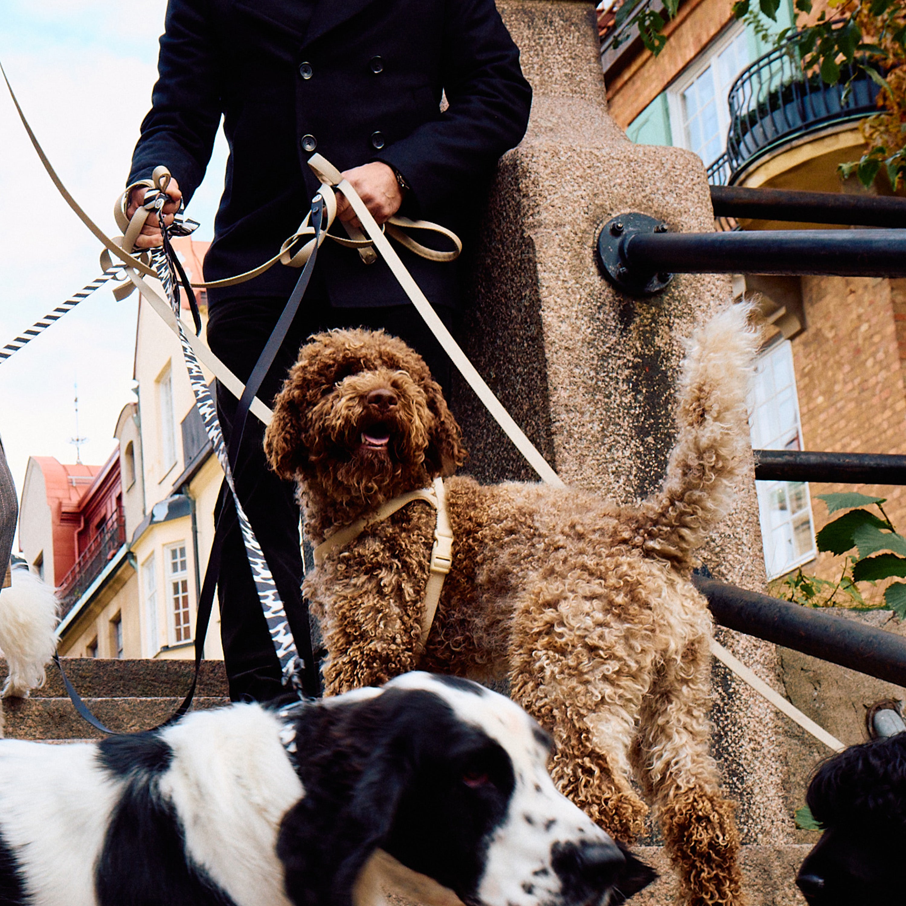 Sand Dog Harness Walk Kit - Barkalot