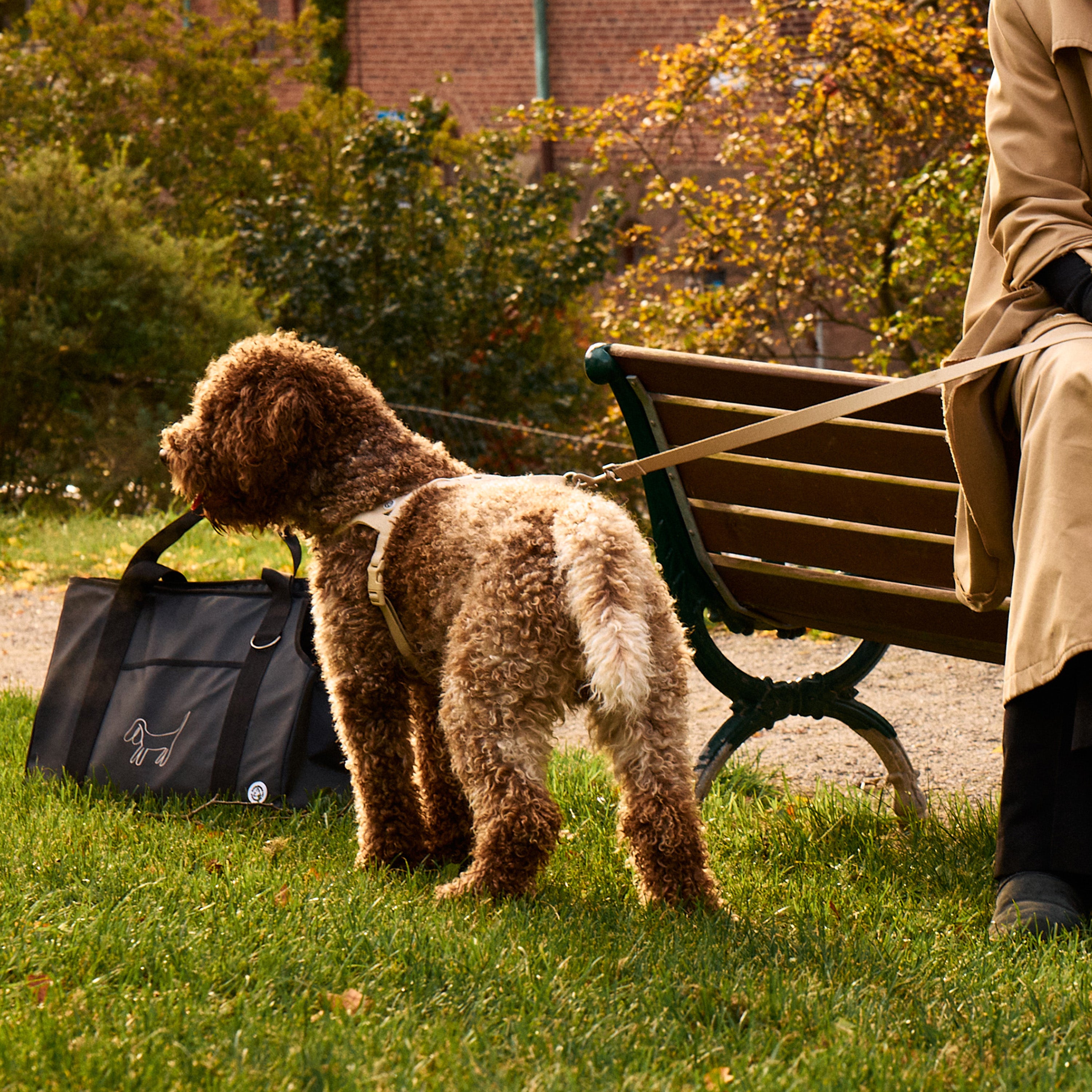 Sand Dog Harness Walk Kit - Barkalot