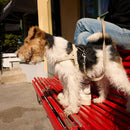 Sand Dog Leash - Barkalot