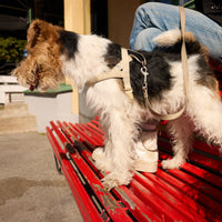 Sand Dog Leash - Barkalot