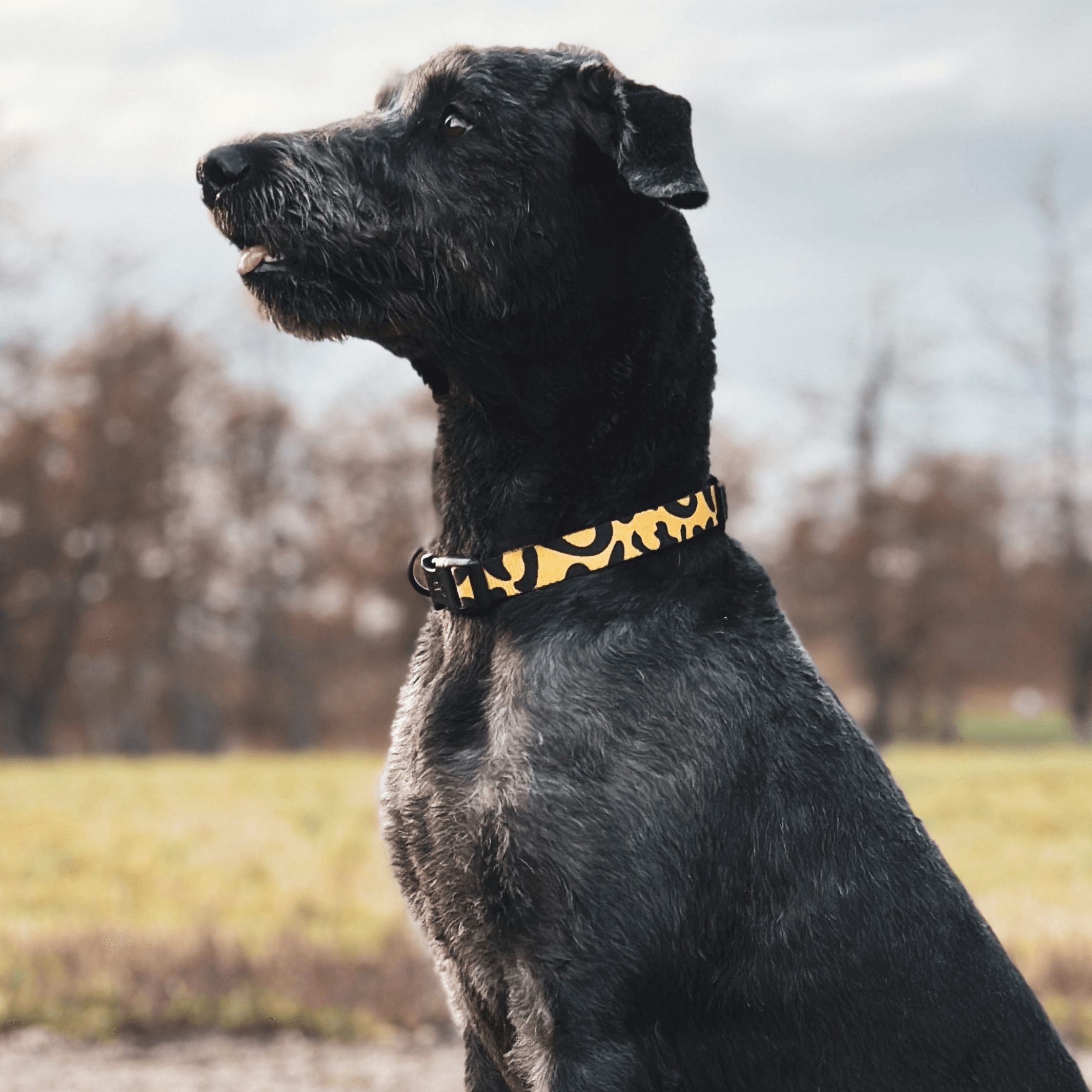 Leo Dog Collar